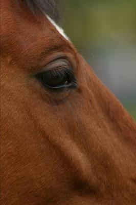 Cover of 2020 Weekly Planner Horse Photo Equine Bay Horse Closeup 134 Pages