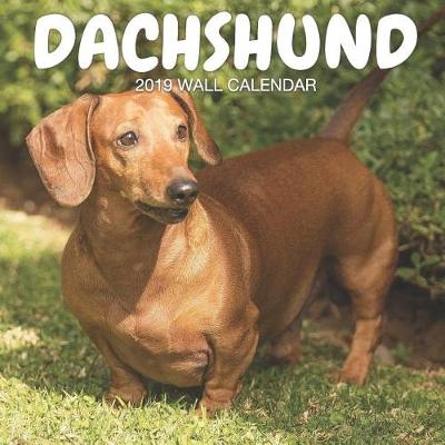 Book cover for Dachshund 2019 Wall Calendar