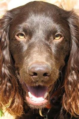 Book cover for Boykin Spaniel Dog Journal