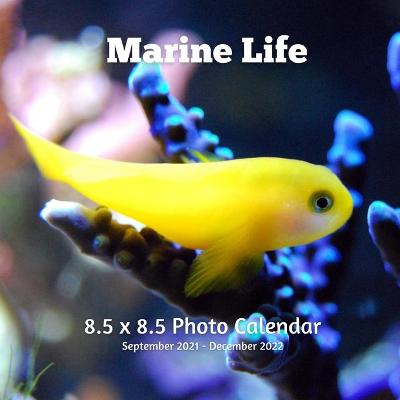 Book cover for Marine Life 8.5 X 8.5 Calendar September 2021 -December 2022