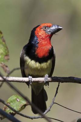 Book cover for Black-Collared Barbet Bird Journal