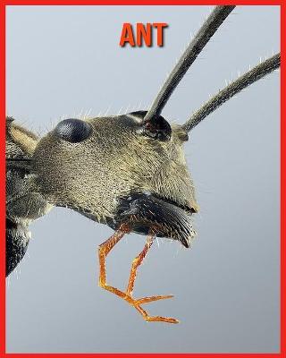 Book cover for Ant