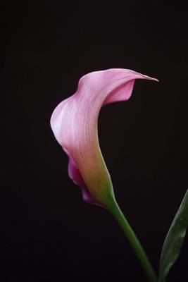 Book cover for Pink Calla Lily Portrait Journal