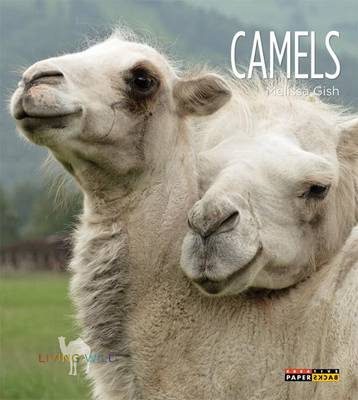 Cover of Camels