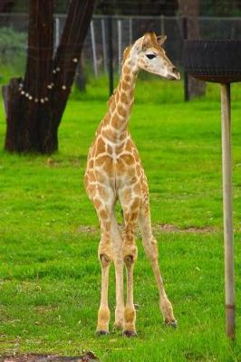 Book cover for Sweet Baby Giraffe African Animal Journal