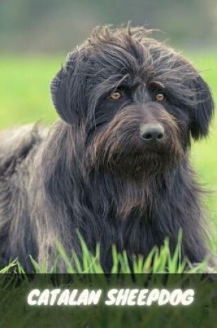 Cover of Catalan Sheepdog