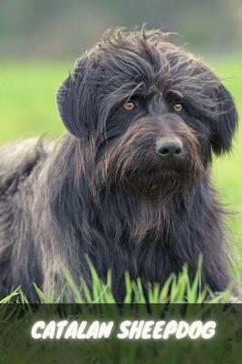 Book cover for Catalan Sheepdog