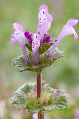 Book cover for Flowering Henbit Dead-Nettle Plant Journal