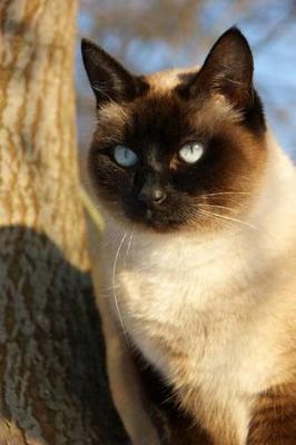 Book cover for Siamese Cat Enjoys the Great Outdoors Journal