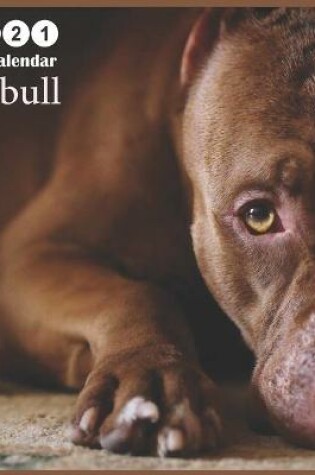Cover of pit bull