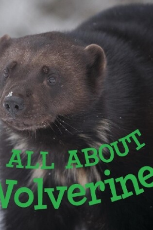 Cover of All about Wolverines