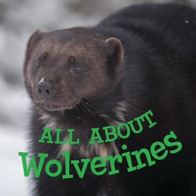Cover of All about Wolverines
