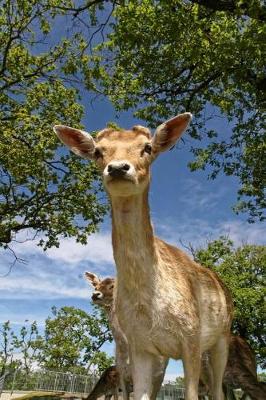 Book cover for Roe Deer at the Park Journal