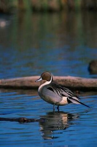 Cover of Northern Pintail Duck (Anas Acuta) Journal