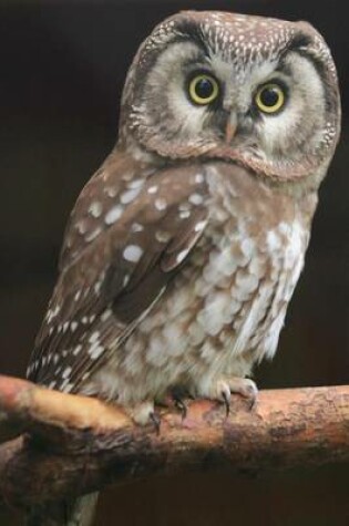 Cover of Boreal Owl Perched on a Branch Journal