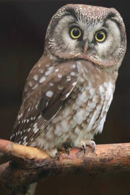 Book cover for Boreal Owl Perched on a Branch Journal