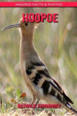 Cover of Hoopoe