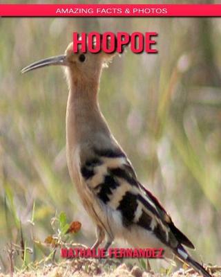 Book cover for Hoopoe