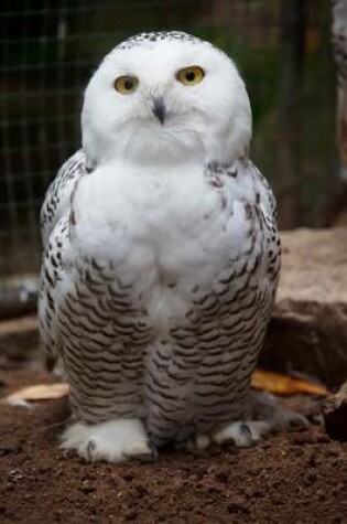 Cover of Beautiful Snowy Owl, Birds of the World