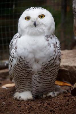 Book cover for Beautiful Snowy Owl, Birds of the World