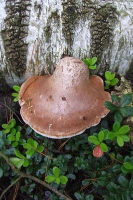 Book cover for Birch Tree Polypore (for the Love of Nature)