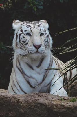 Book cover for White Bengal Tiger Portrait Journal