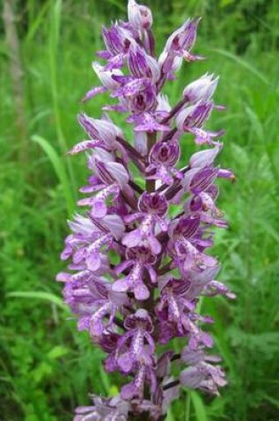 Cover of Orchis Militaris Military Orchid Flower Blooming