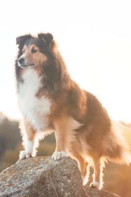 Book cover for Border Collie