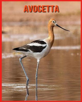 Book cover for Avocetta