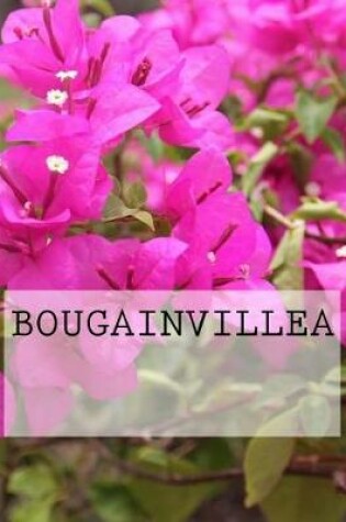 Cover of Bougainvillea