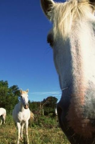 Cover of 2020 Daily Planner Horse Photo Equine Herd White Horses 388 Pages