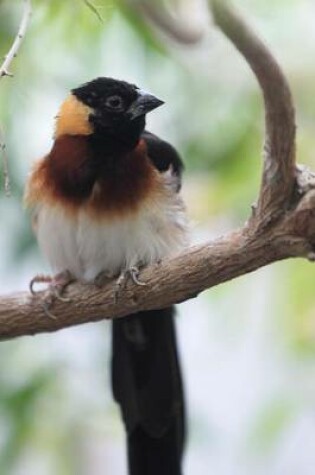 Cover of Eastern Paradise Whydah Journal