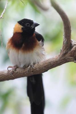 Book cover for Eastern Paradise Whydah Journal