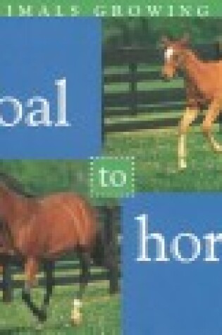 Cover of Foal to Horse