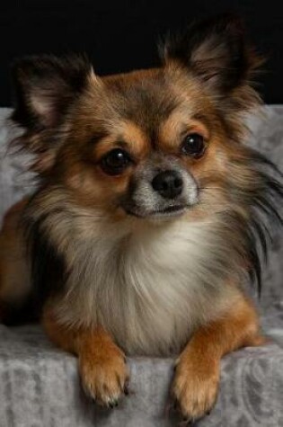 Cover of Lounging Long-Haired Chihuahua Dog Journal