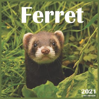 Book cover for Ferret