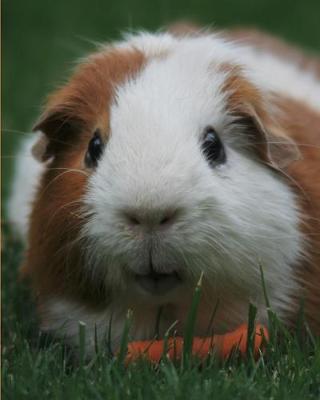 Book cover for Guinea Pig Yearly Planner