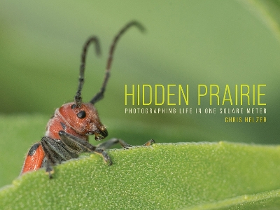 Cover of Hidden Prairie