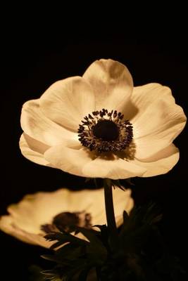 Book cover for Beautiful White Anemone Flower Isolated on Black Journal