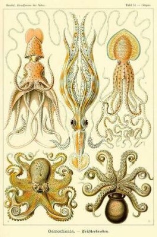 Cover of Haeckel Squid Octopus Marine Biology