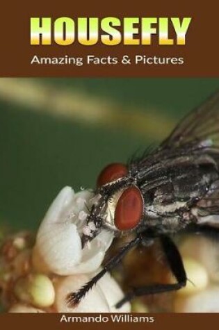 Cover of Housefly