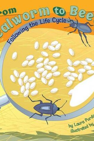 Cover of From Mealworm to Beetle