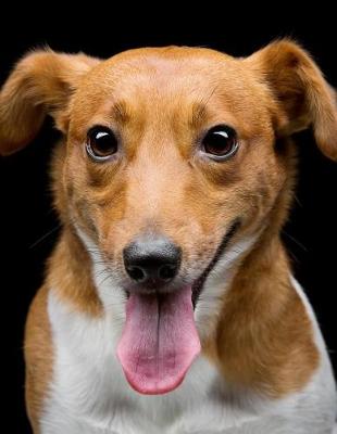 Book cover for Jack Russell Terrier Notebook