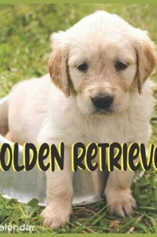 Cover of Golden Retriever Puppy Calendar 2022