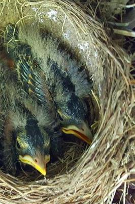Book cover for Journal Baby Birds Robin's Nest