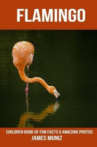 Cover of Flamingo