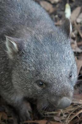 Book cover for Wombat in Australia Journal