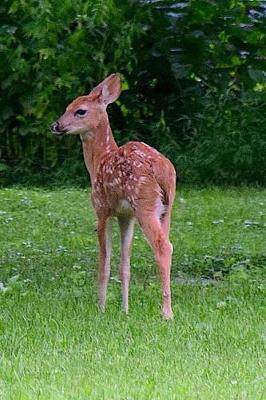 Book cover for Twin Fawns in the Forest Notebook