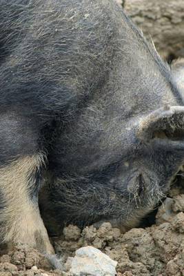 Book cover for A Piglet Pig Rooting in the Mud