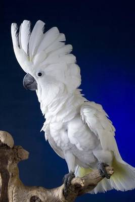 Book cover for White Umbrella Cockatoo Journal